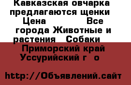 Кавказская овчарка -предлагаются щенки › Цена ­ 20 000 - Все города Животные и растения » Собаки   . Приморский край,Уссурийский г. о. 